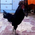 مرغ و خروس