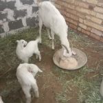 بز شیری و دو کهره