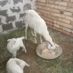 بز شیری و دو کهره