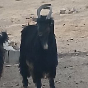 فروش گوسفند