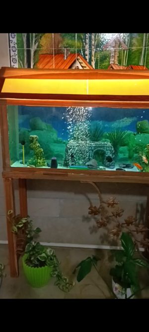 آکواریوم با پایه فرفوژه