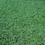 نشای گوجه فرنگی (رایگان)