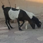 بز و کهره