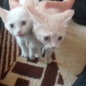 واگذاری دو عدد بچه گربه
