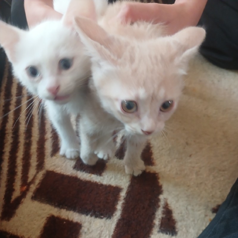 واگذاری دو عدد بچه گربه