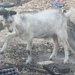 بز و کهره