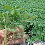 نشای گوجه فرنگی (رایگان)