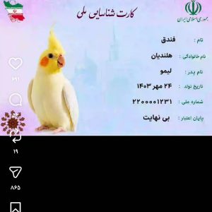 فروش مرغ عشق آبی نر