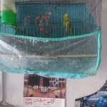 فروش مرغ عشق آبی نر
