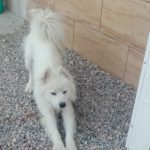 ماده سگ نژاد سامویید بسیار زیبا