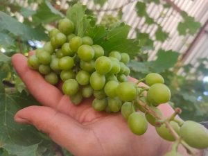 آبغوره ارگانیک