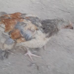 جوجه برهما
