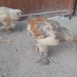 جوجه برهما